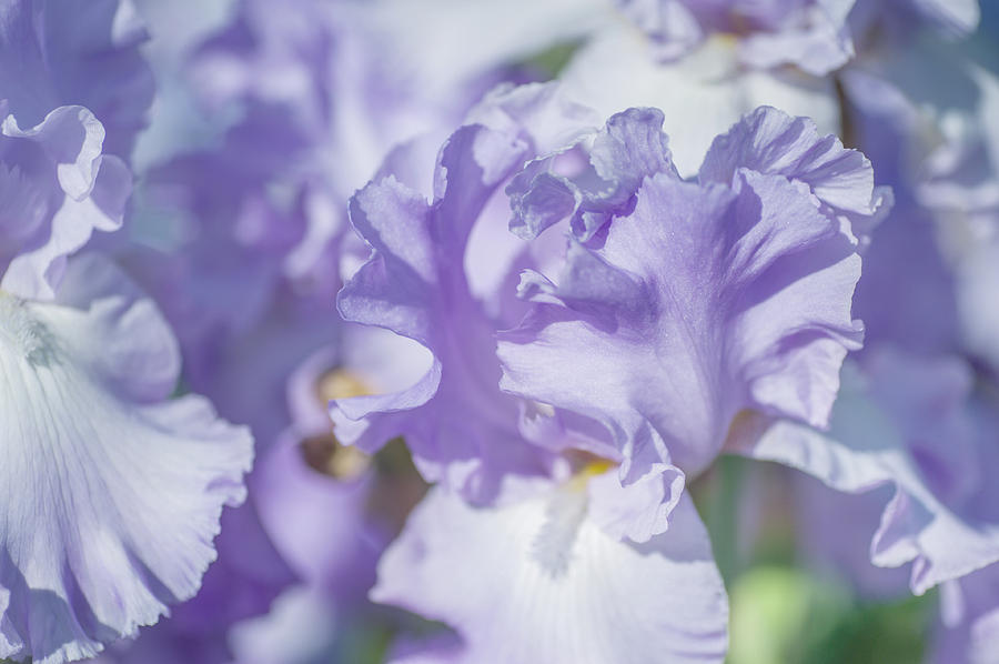 Iris Photograph - Absolute Treasure CloseUp. The Beauty of Irises by Jenny Rainbow