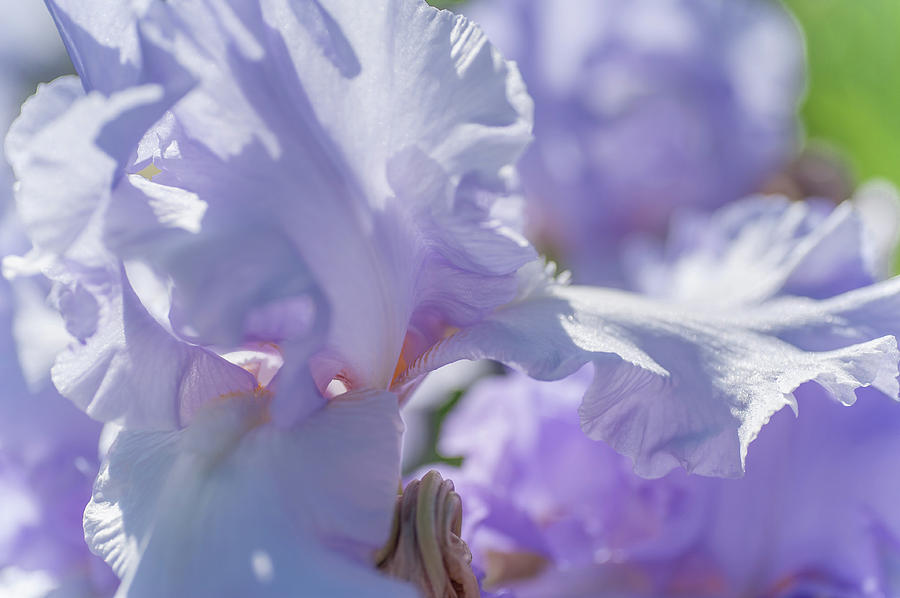 Absolute Treasure Macro. The Beauty of Irises Photograph by Jenny Rainbow