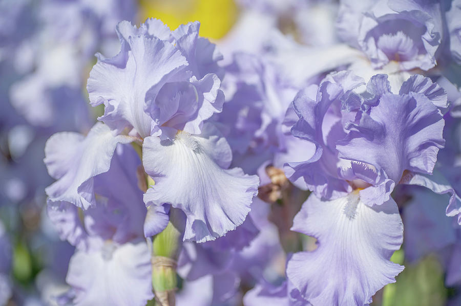 Absolute Treasure. The Beauty of Irises Photograph by Jenny Rainbow