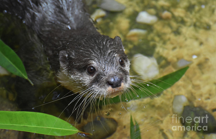 Absolutely Adorable Face of a Precious River Otter Photograph by DejaVu Designs
