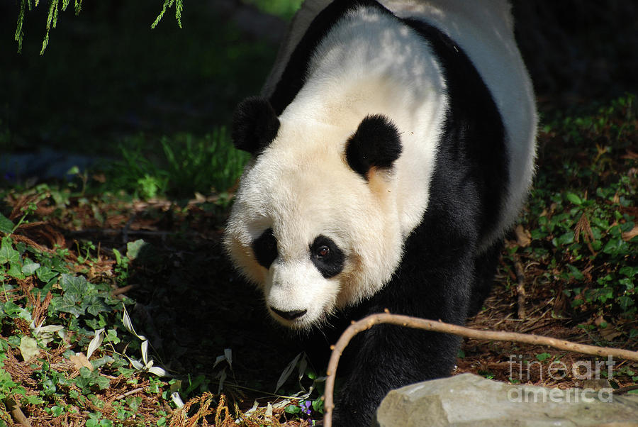 Absolutely Beautiful Giant Panda Bear with a Sweet Face Photograph by