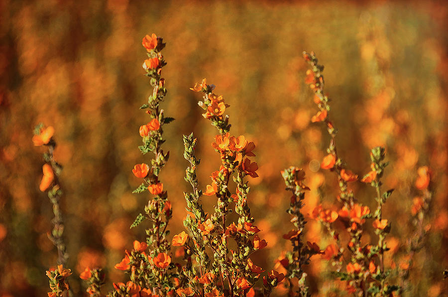 Absolutely Orange  Photograph by Saija Lehtonen