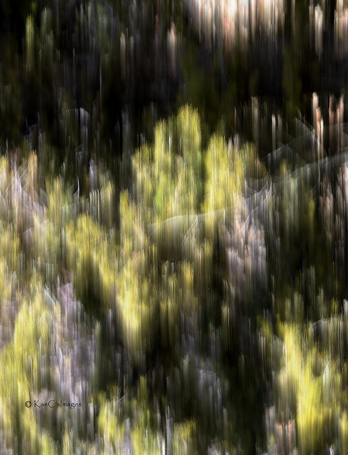 Abstract 3317 In the Forest Photograph by Kae Cheatham