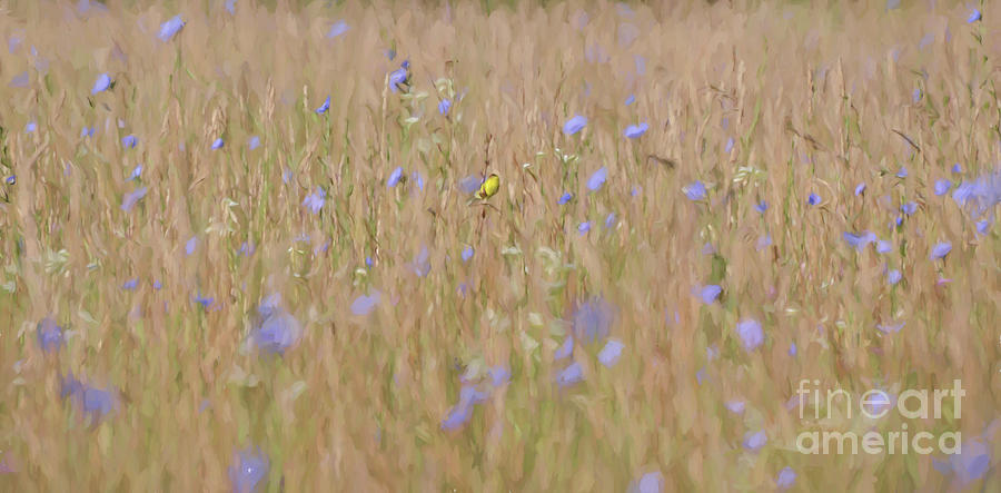 Abstract Art - Goldfinch in the Chicory Photograph by Kerri Farley