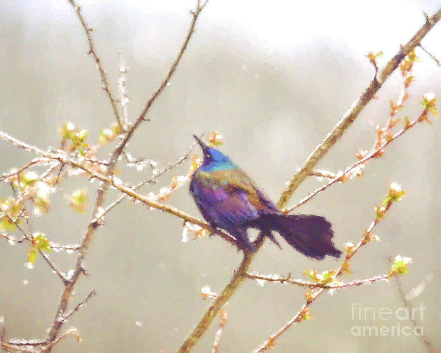 Abstract Art - Grackle In the Snow Photograph by Kerri Farley