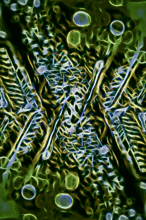 Abstract Art in Green Digital Art by Cathy Anderson