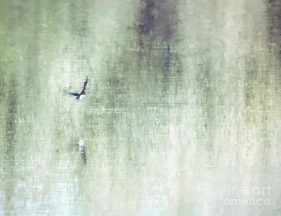 Abstract Art - Peaceful Flight Photograph by Kerri Farley