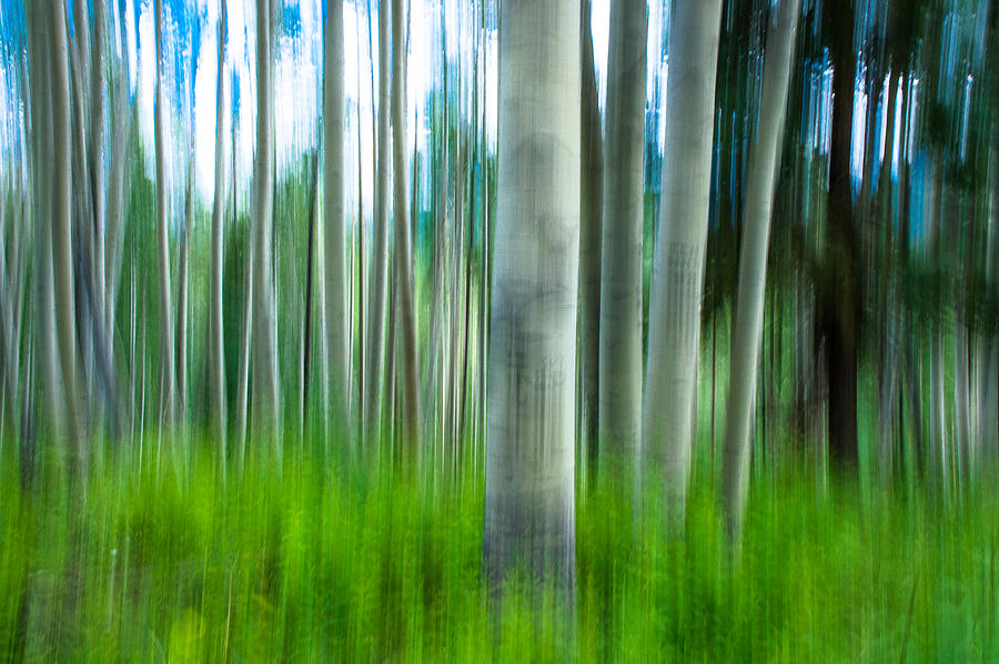 Abstract Photograph - Abstract Aspen Forest by John Bartelt