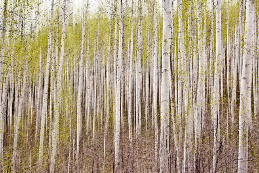 Tree Photograph - Abstract Aspens by Scott Pellegrin