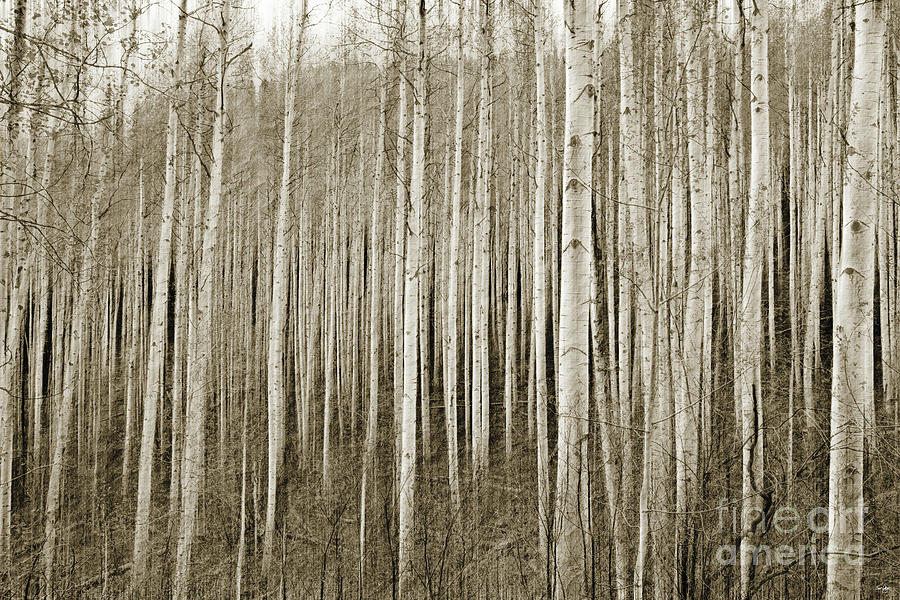 Abstract Aspens - Sepia toned Photograph by Scott Pellegrin