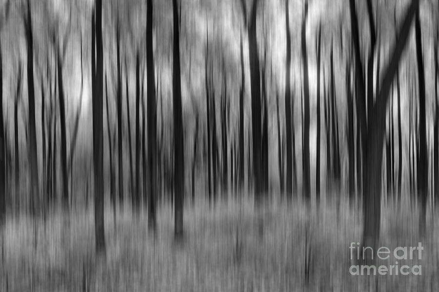 Abstract Autumn BW Photograph by Michael Ver Sprill
