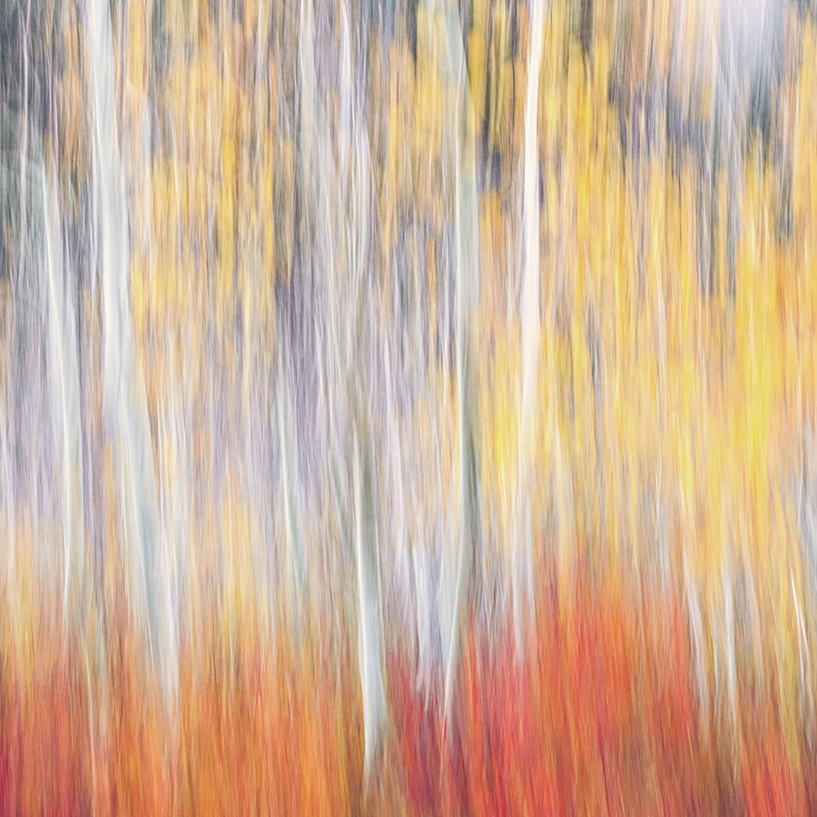 Abstract Autumn Photograph by Laura Roberts