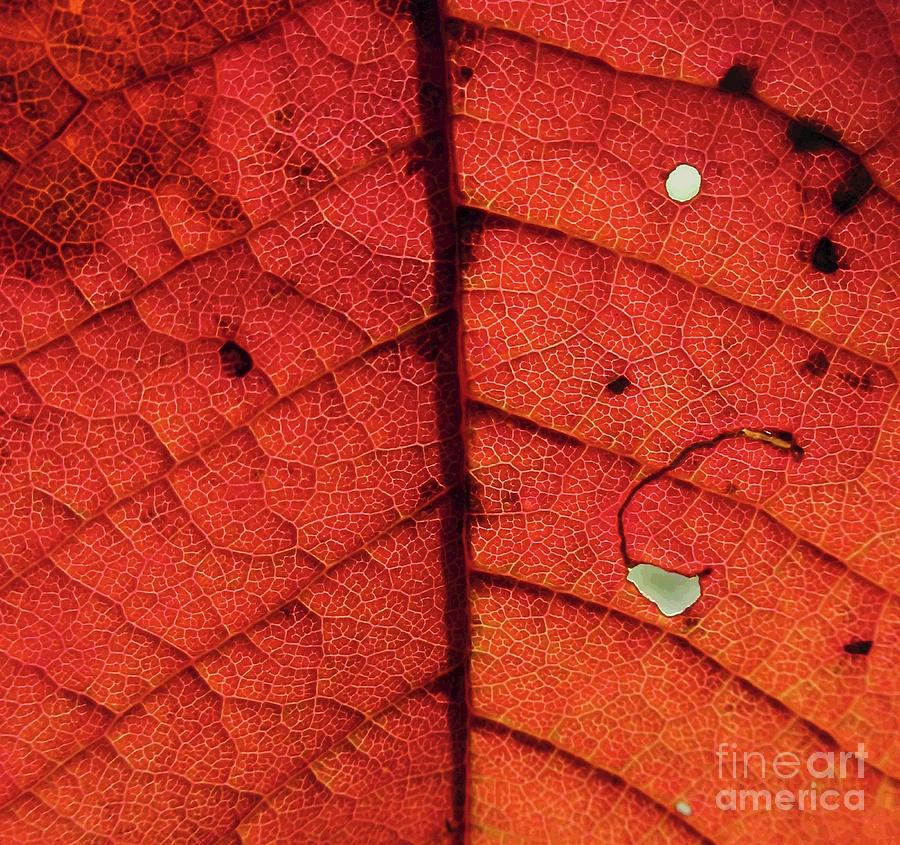 Abstract Autumn Leaf Photograph