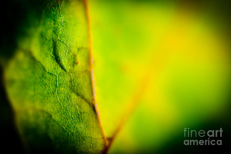 Abstract Autumn leaves  Photograph by Raimond Klavins