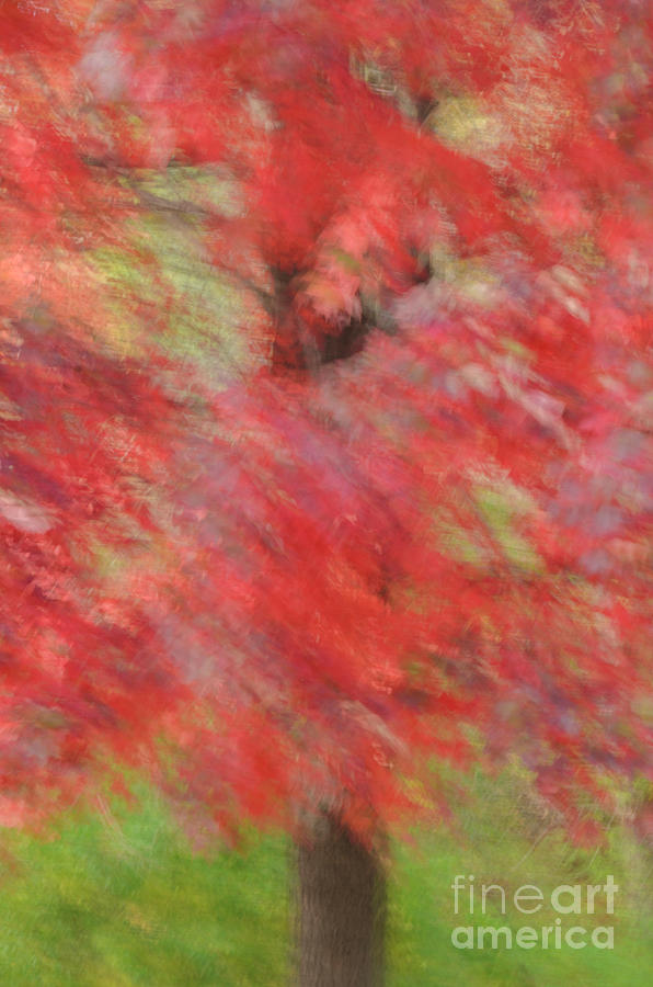 Abstract Autumn Red Maple Photograph by Tamara Becker