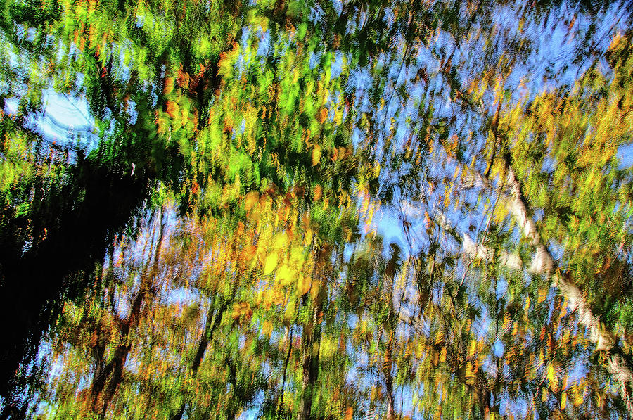 Abstract Autumn tree reflections Photograph by Jorge Moro