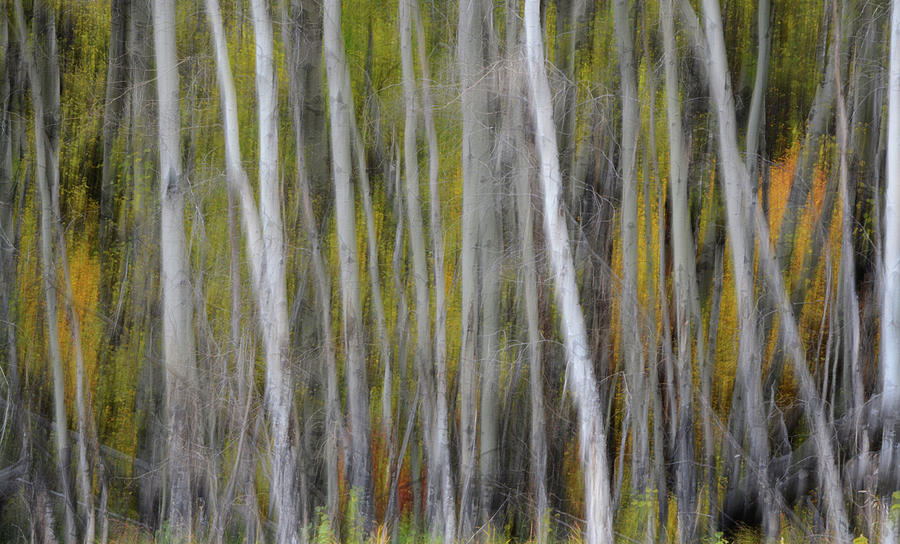 Abstract Autumn Photograph by Whispering Peaks Photography