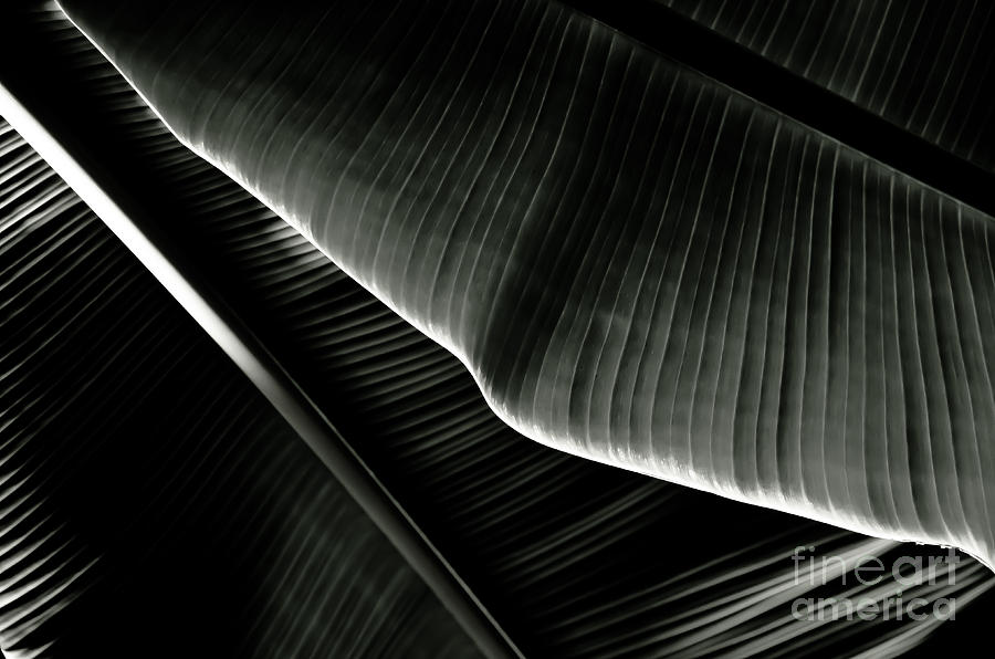 Abstract banana Leaf Photograph by Yurix Sardinelly