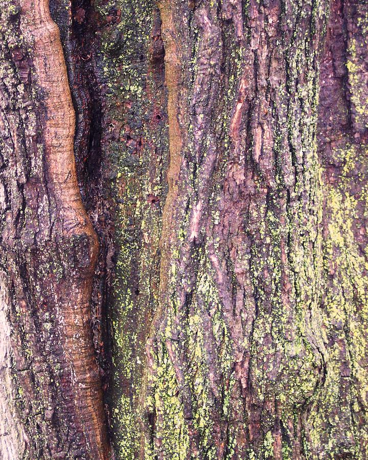 Abstract Bark 3 Photograph by Anna Villarreal Garbis