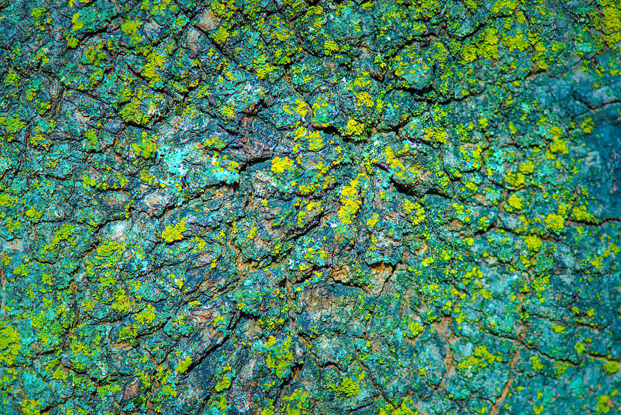 Abstract Bark Lichen  Photograph by Bruce Pritchett