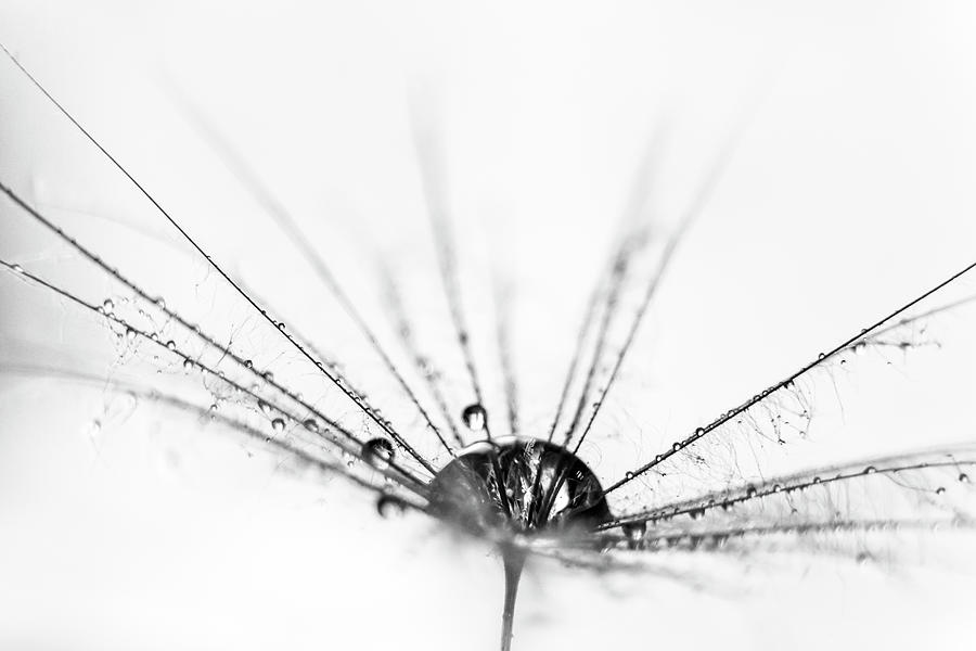 Abstract Beauty a wet dandelion seed Photograph by Marnie Patchett