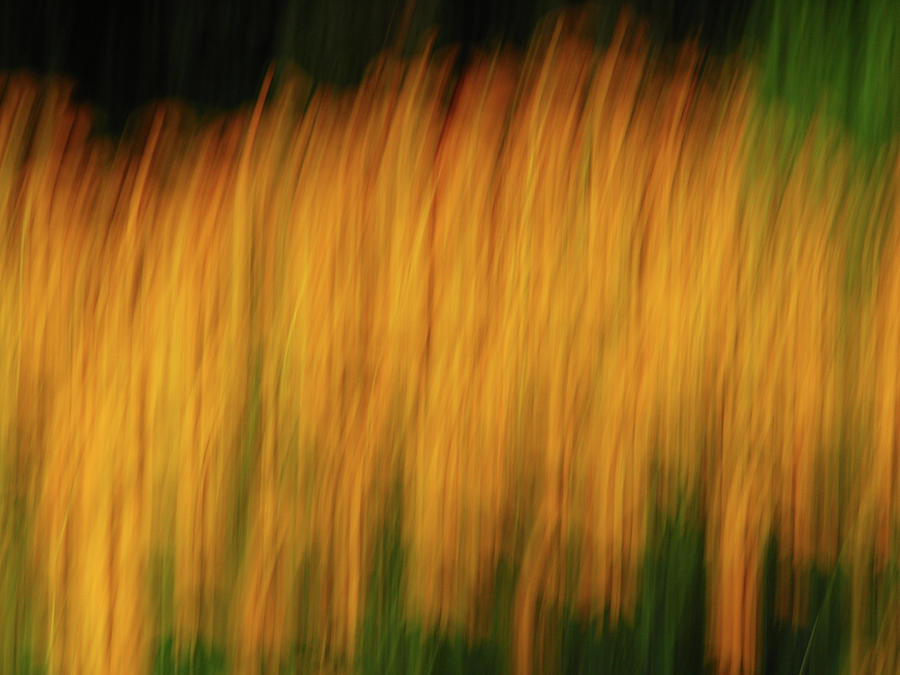 Abstract Black Eyed Susan Field Photograph by Juergen Roth