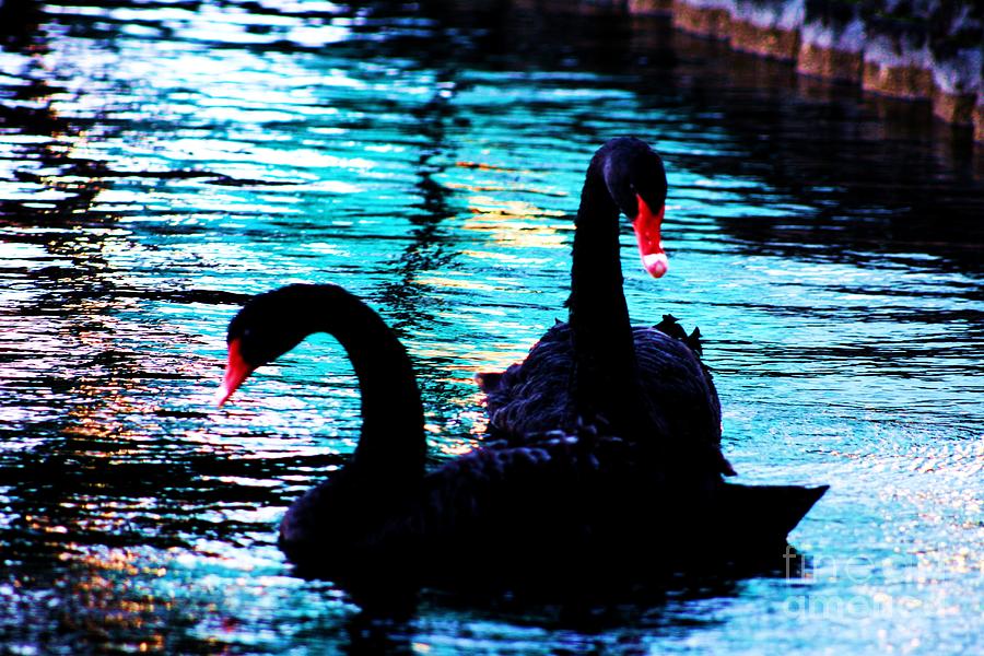 Abstract Black Swans Photograph by Maria Young - Fine Art America