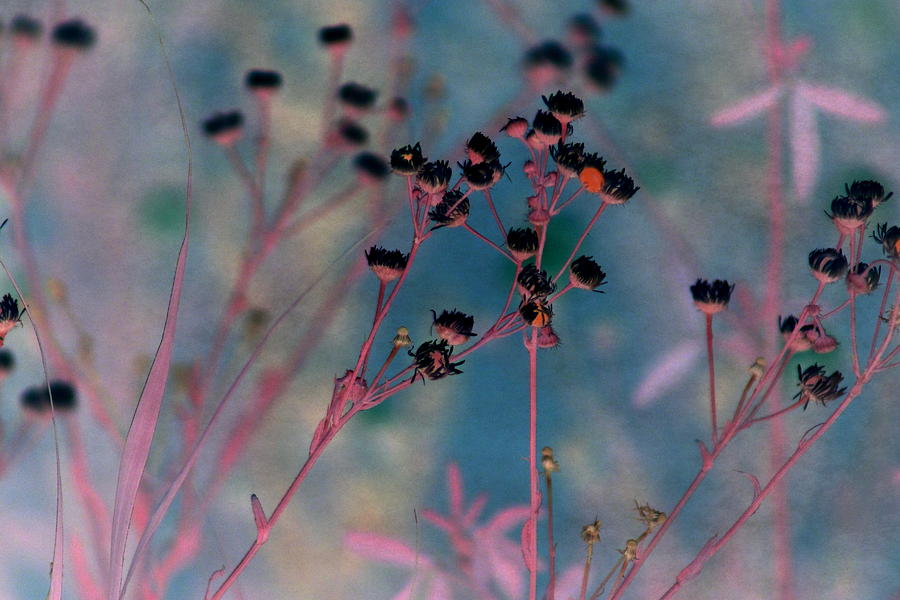 Abstract Black Wildflowers in Denim and Lavender Photograph by Colleen Cornelius
