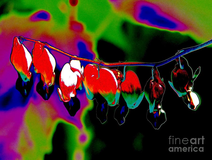 Abstract Bleeding Hearts Flowers in Intense Primary Colors Photograph by Rose Santuci-Sofranko