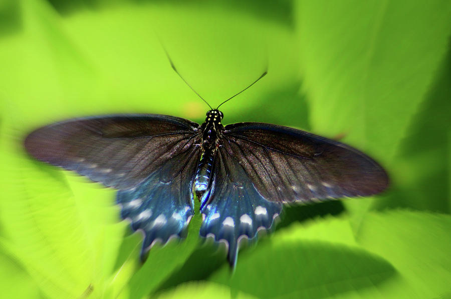 Abstract Blur Butterfly Photograph by Cynthia Guinn