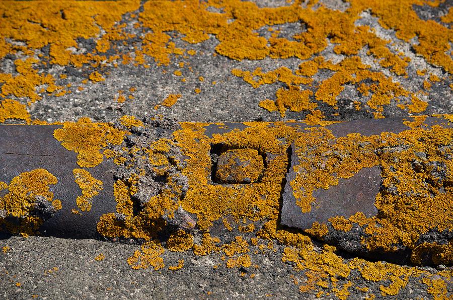 Abstract By Nature with Lichen Photograph by Hella Buchheim