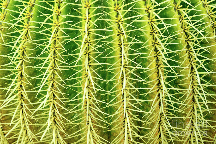 Abstract Photograph - Abstract cactus by Delphimages Photo Creations