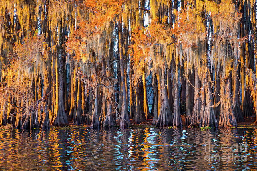 Abstract Caddo Trees Photograph by Inge Johnsson