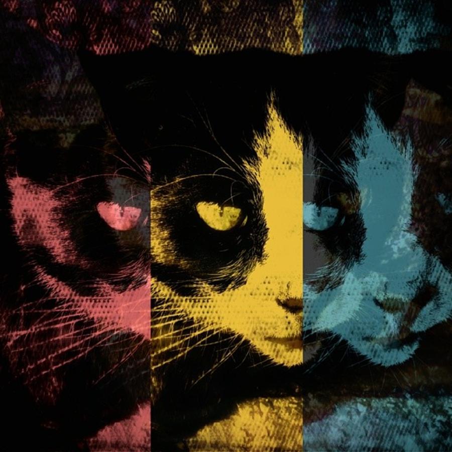 Abstract Photograph - Abstract Cat by Chris Drake