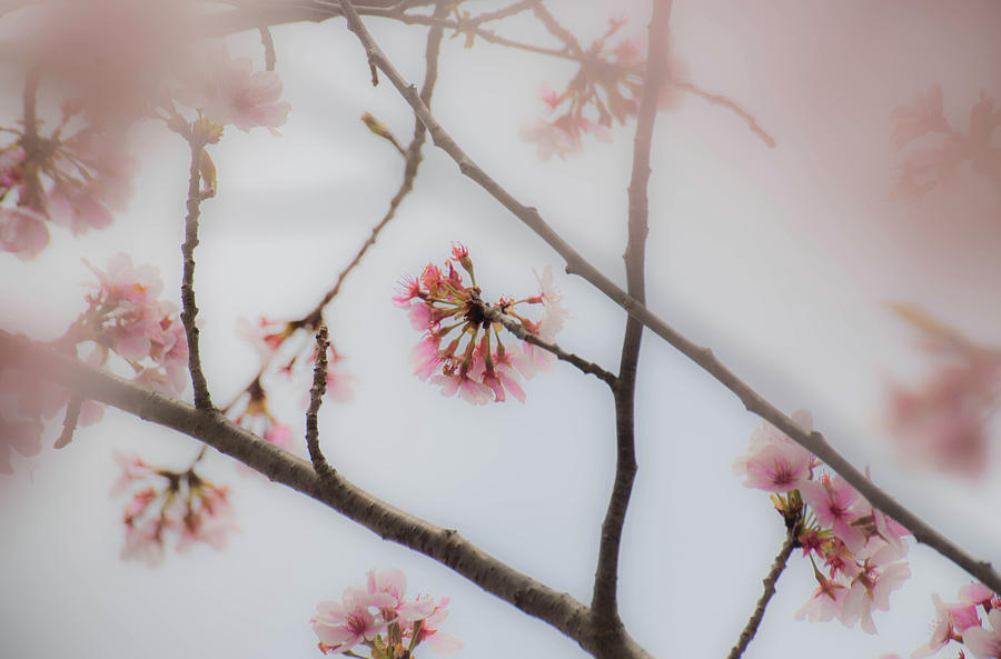 Abstract Cherry Blossoms Photograph by Jody Partin