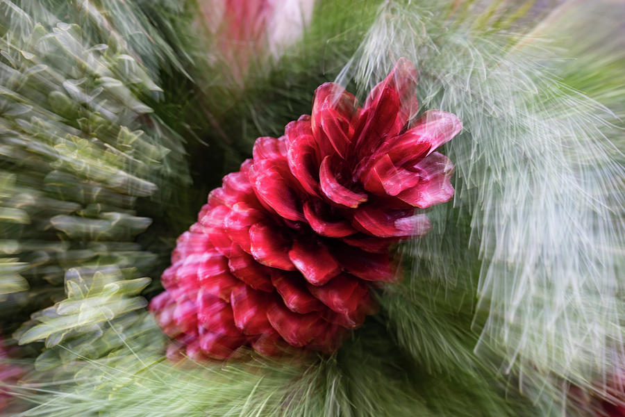 Abstract Christmas - a Single Pine Cone Blast Photograph by Georgia Mizuleva