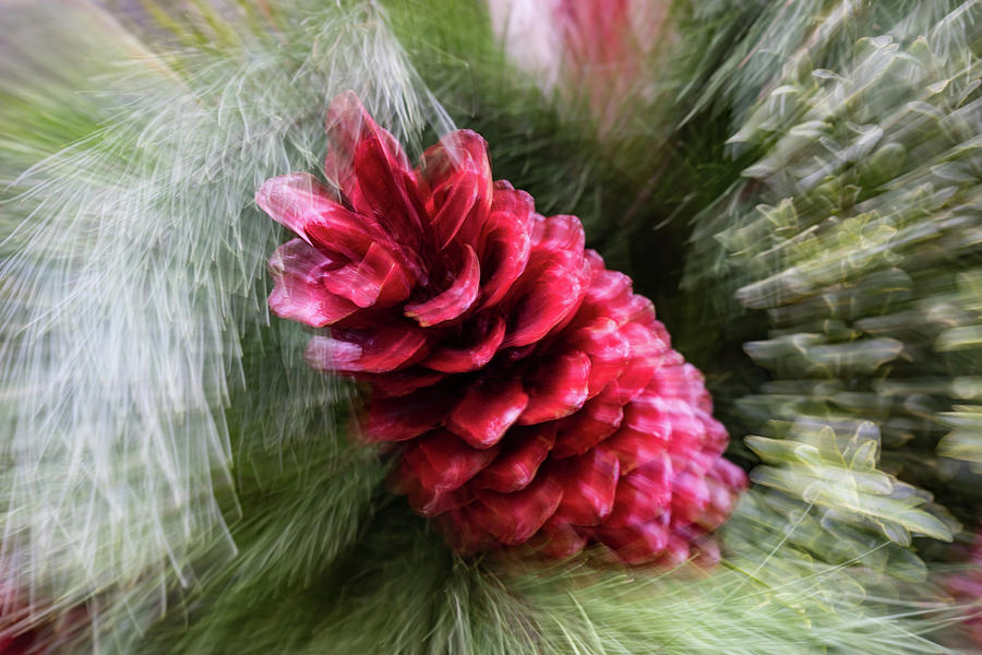 Abstract Christmas Card - Red Pine Cone Blast Photograph by Georgia Mizuleva