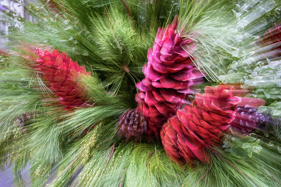 Abstract Christmas - Colorful Pine Cone Blast Photograph by Georgia Mizuleva