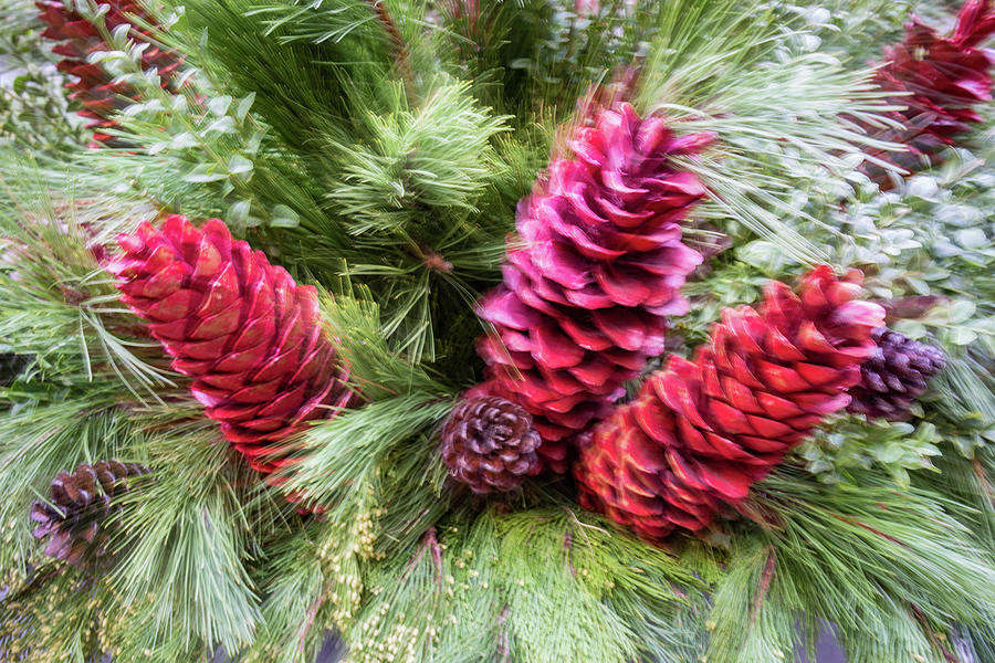 Abstract Christmas - Colorful Pine Cone Burst Photograph by Georgia Mizuleva