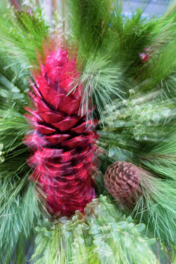 Abstract Christmas - Pine Cones and Needles Burst Photograph by Georgia Mizuleva
