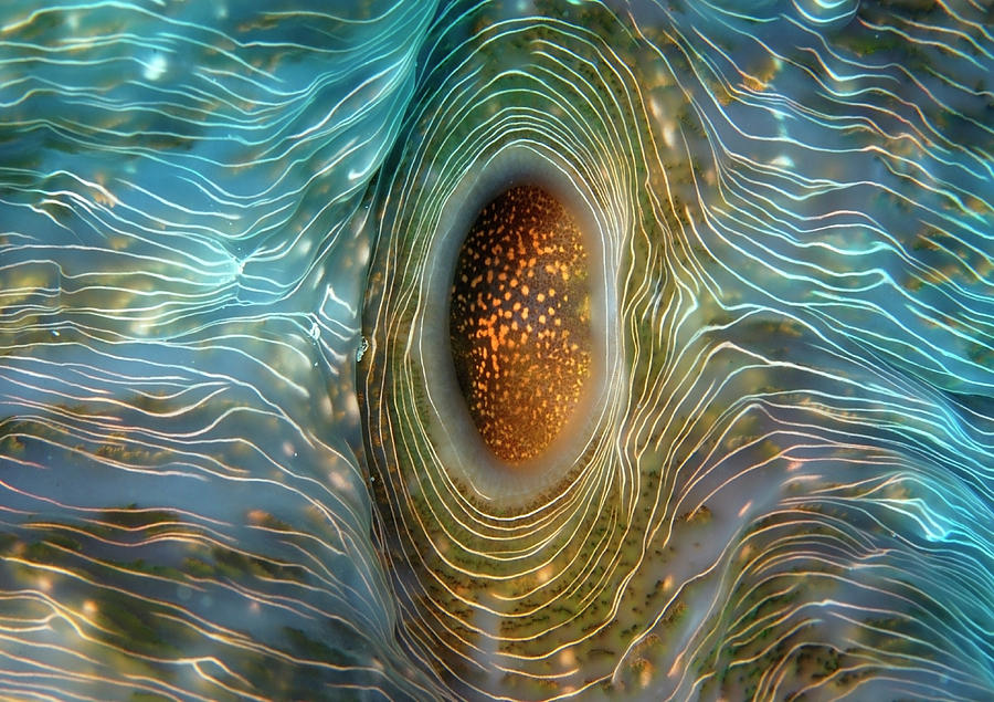 Abstract clam Photograph by Artesub