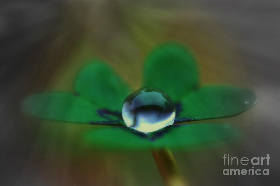 Abstract Clover Photograph by Kym Clarke