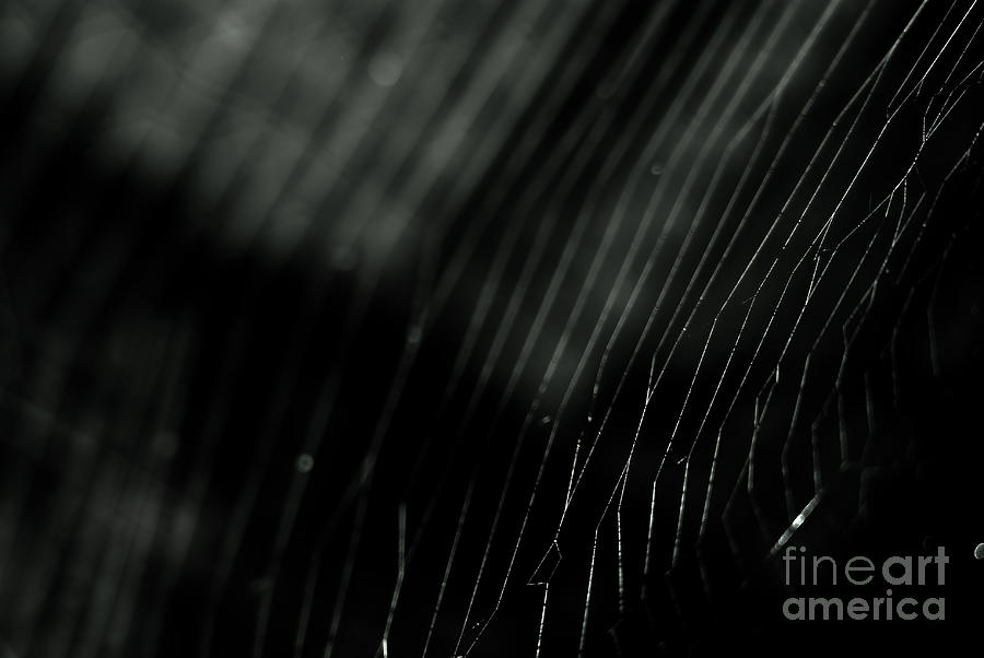 Abstract Cobweb Photograph by Yurix Sardinelly