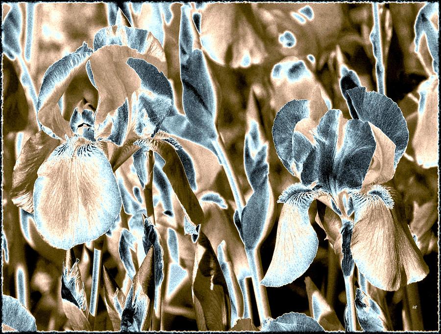 Abstract Country Irises Digital Art by Will Borden