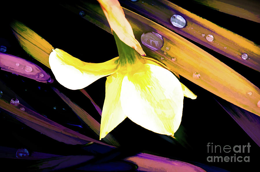 Abstract Daffodil and Droplets Photograph by Anita Pollak