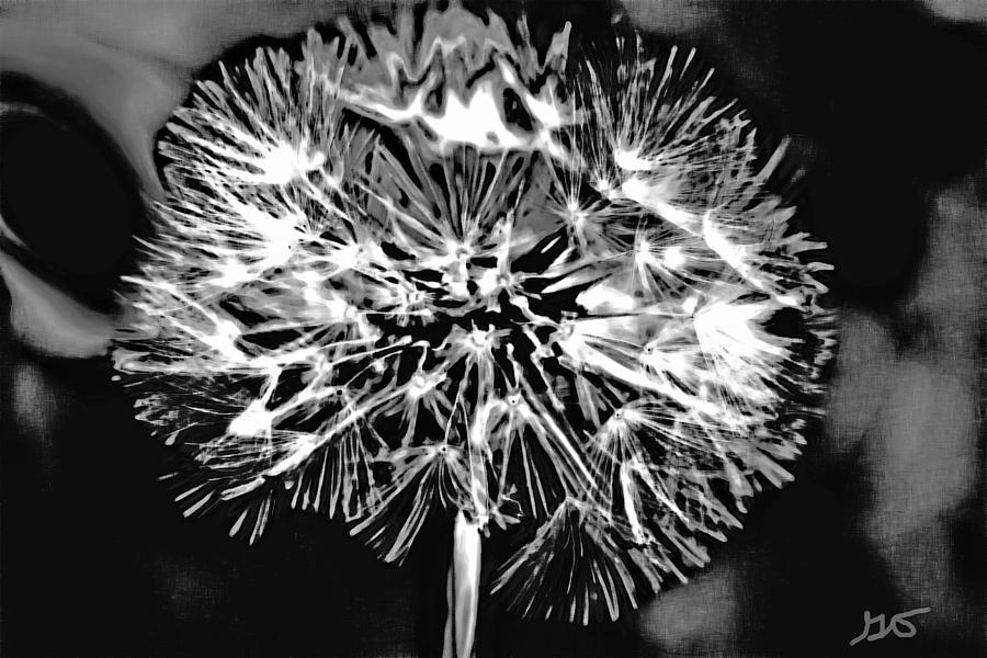 Abstract Dandelion Photograph