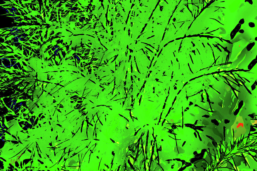 Abstract Dog Fennel Photograph by Gina OBrien