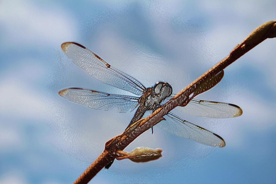 Abstract Dragonfly Photograph by Cynthia Guinn