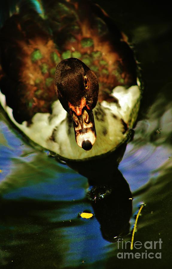 Abstract Duck Photograph by Craig Wood