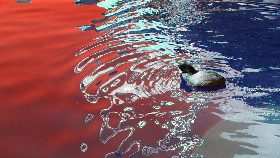 Abstract Duck Photograph by Gary Henderson Fine Art America